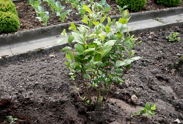 Jeune buisson d'aronia