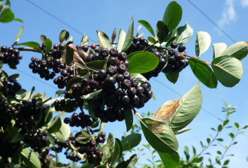 Aronia