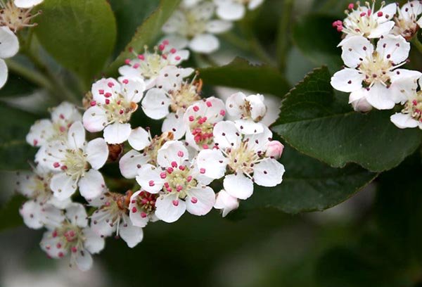 Fleur d'aronia