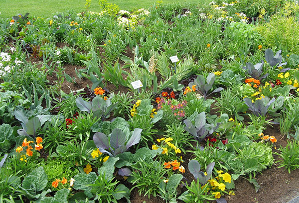 Plantation dense de légumes et de légumes verts