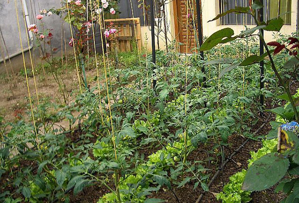 Culture conjointe de tomates et de laitue