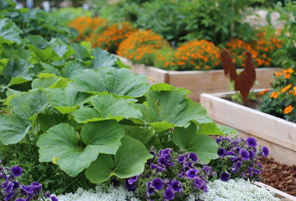 Concombres dans un parterre de fleurs