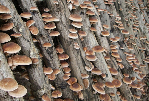 Champignons sur des bûches