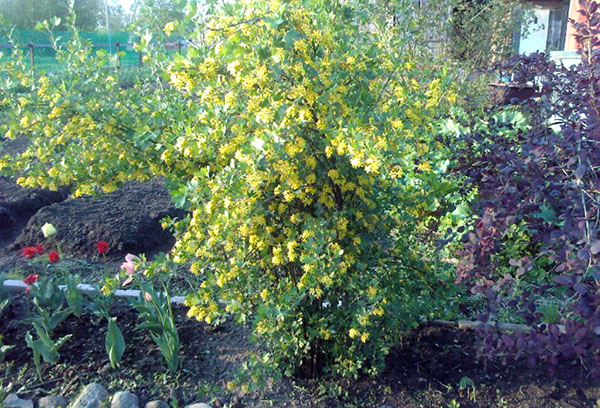 Buisson à fleurs Yoshta