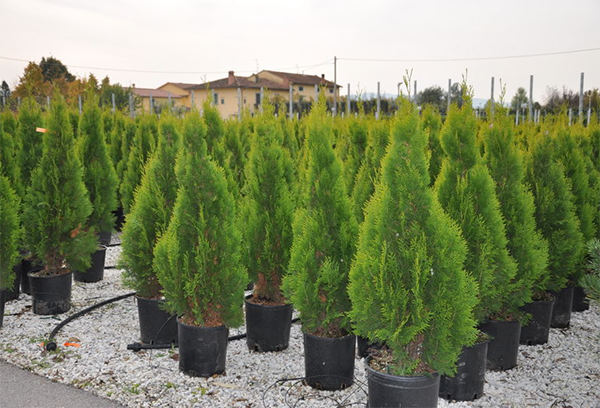 Thuja разсад