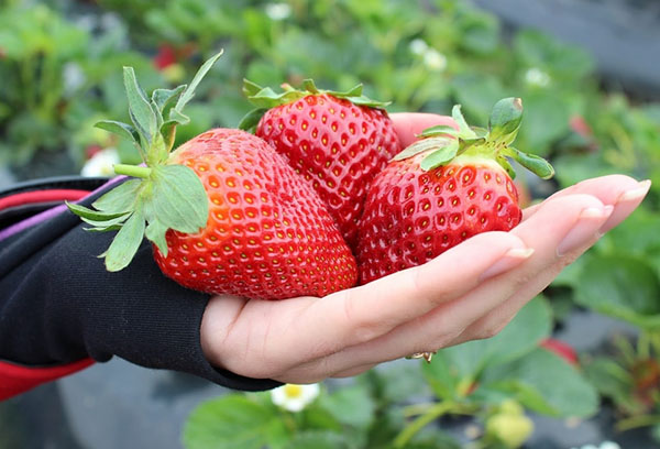 Grosses fraises