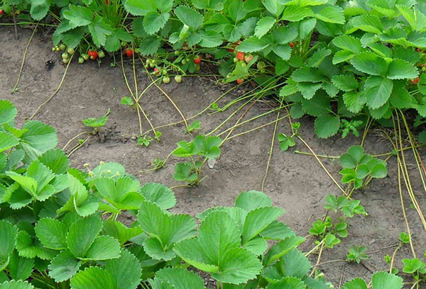 Propagation des fraises avec une moustache