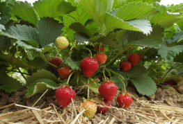 Affinage des fraises remontantes