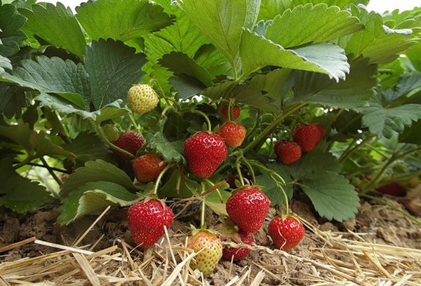 Affinage des fraises remontantes