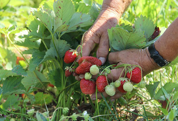 Fraises restantes