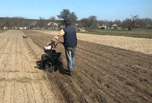 Planter des pommes de terre