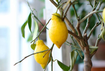 Fruits de citron d'intérieur