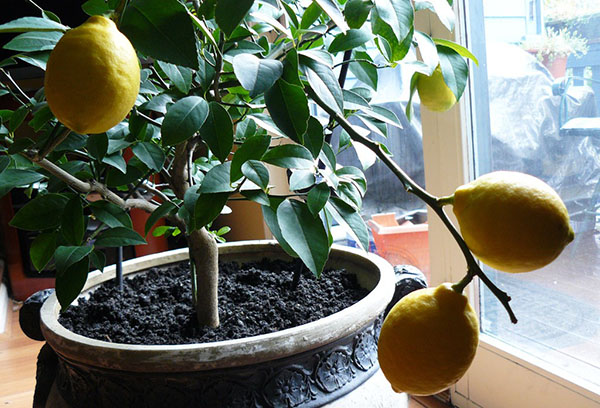 Inomhus citron med frukter