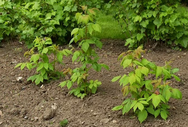 Plants de framboises