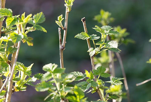 Branches de framboise