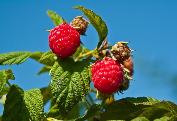 Framboises