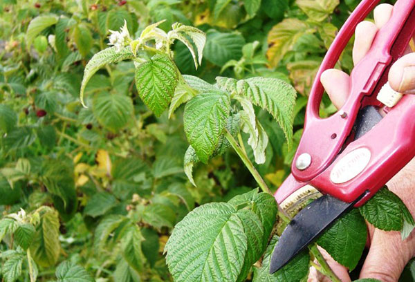 Taille des framboises