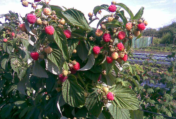 Tarusa aux framboises