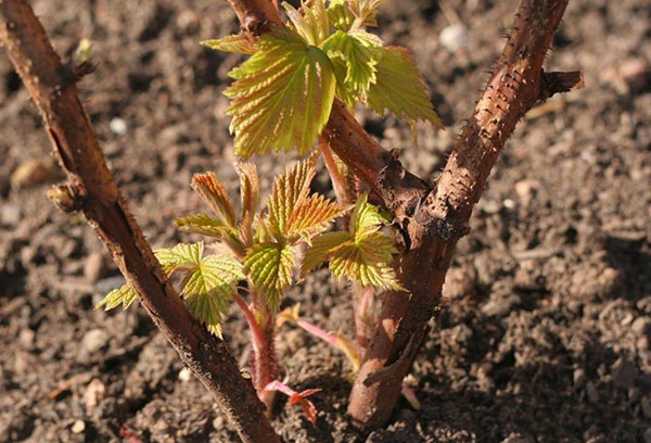 Croissance de la framboise