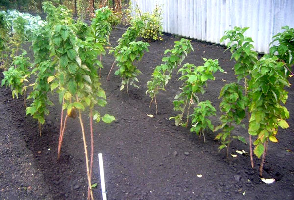 Plantation de framboises Tarusa