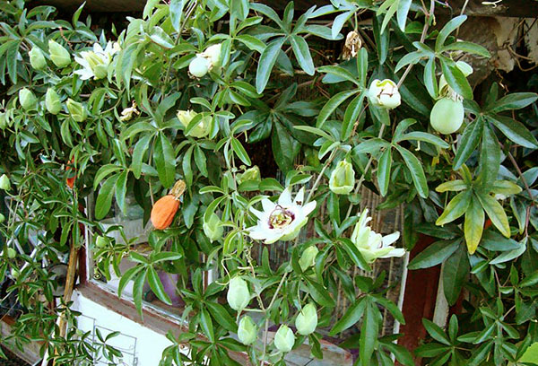 Fruit de la passion sur le balcon