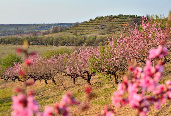 Buissons d'amandiers en fleurs