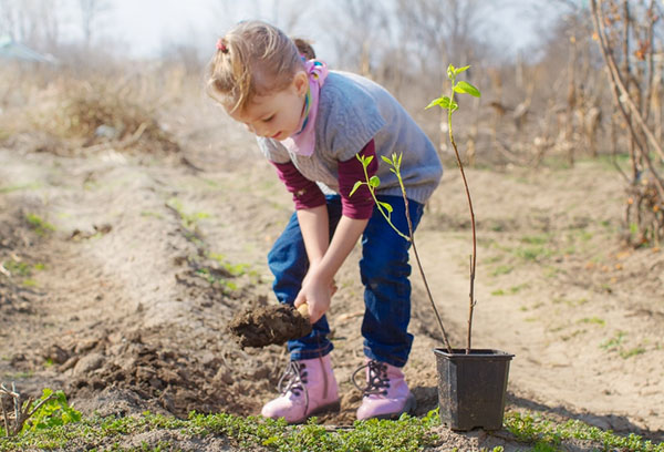 Enfant plantant des amandes