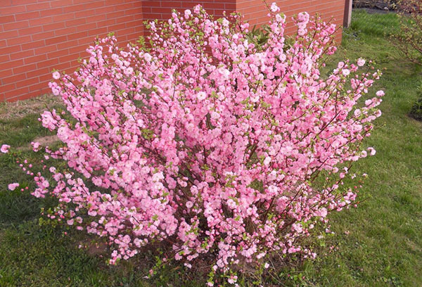 Buisson d'amandiers en fleurs