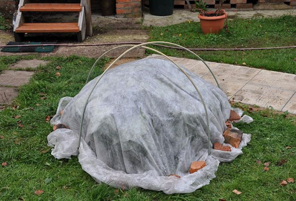 Arbuste abrité pour l'hiver