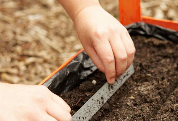 Förbereda för plantering av morötter