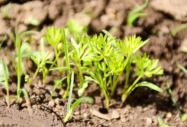 Plantor av morötter