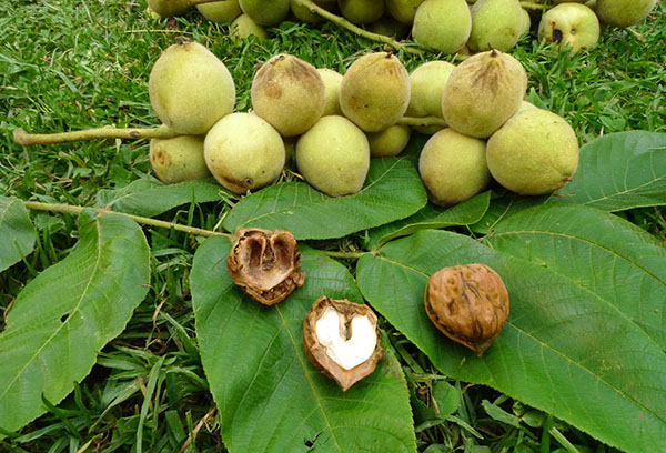 Fruit de noix de Mandchourie