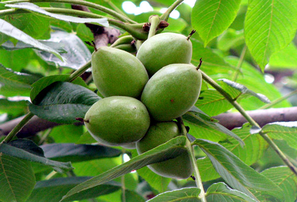 Fruits sur une branche d'une noix de Mandchourie