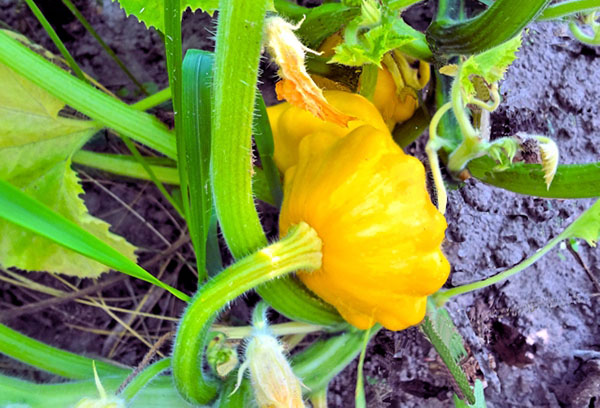 Fruit de courge