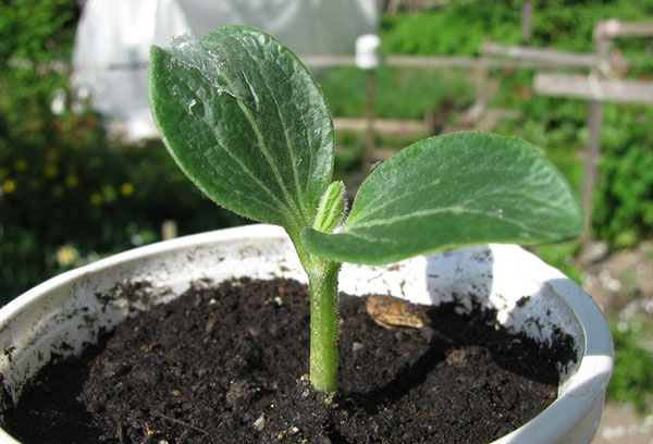 Courge des semis