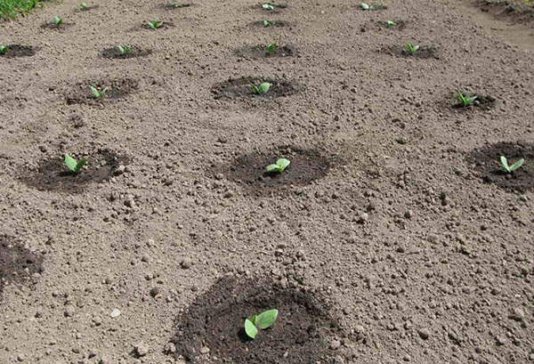 Germes de courge en plein champ