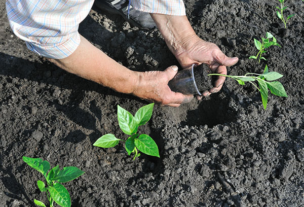 Transplantera paprika i öppen mark