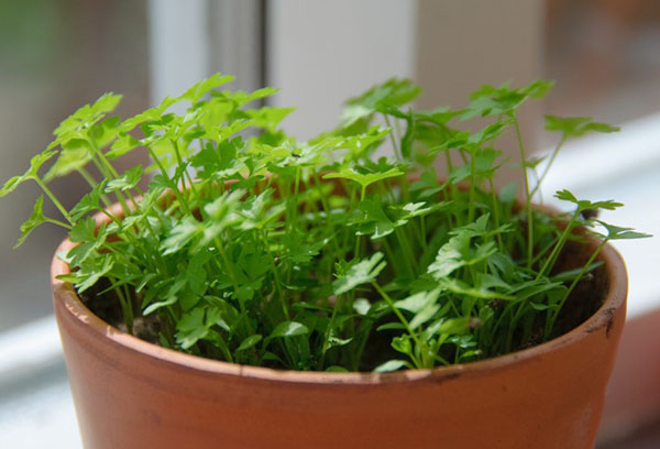 Pousses de persil en pot