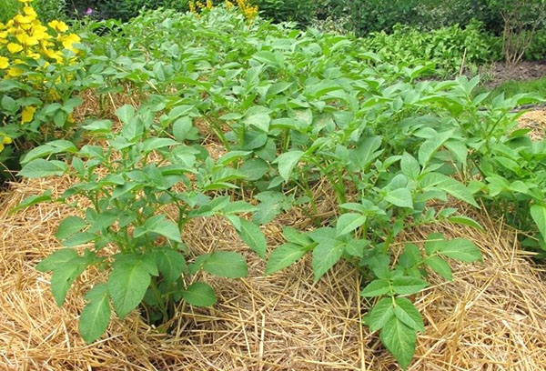 Pailler les pommes de terre avec de la paille