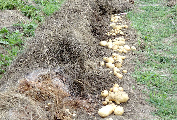 Récolte de pommes de terre cultivées sous paille