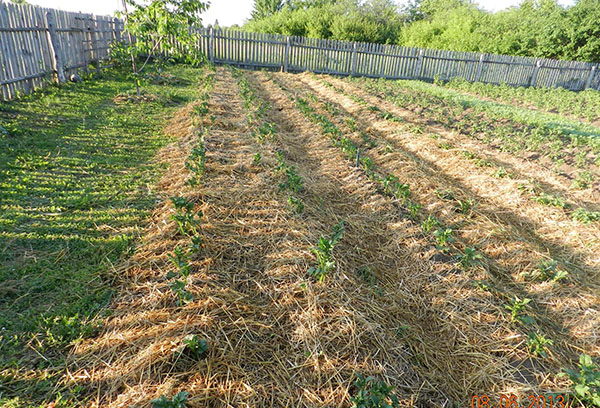 Lits de pommes de terre sous paille