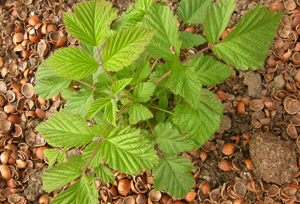 Jeune arbre de framboise