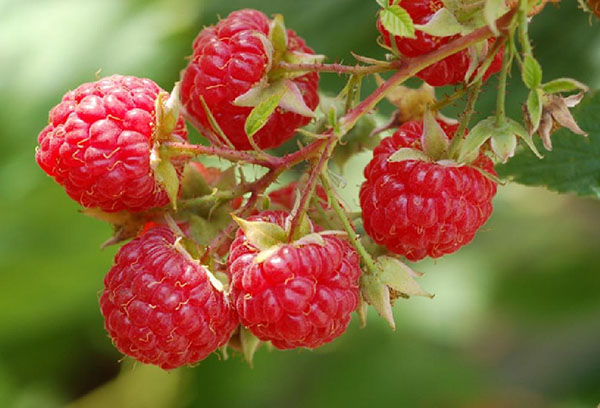 Framboises sur une branche