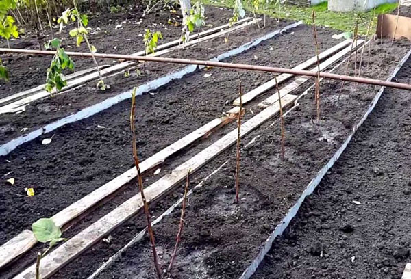 Plantation de framboises en tranchée