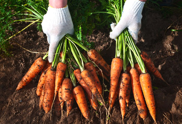 Récolte de carottes