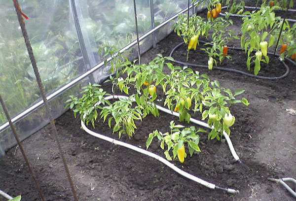 Irrigation goutte à goutte dans la serre