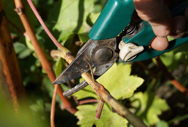 Récolte des boutures de raisin