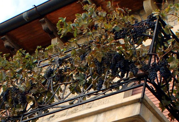 Cultiver des raisins sur le balcon