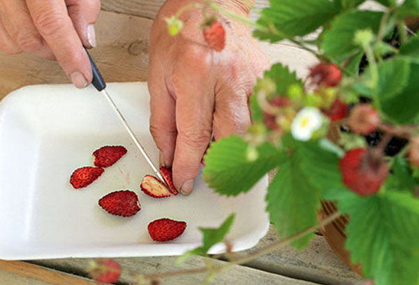 Récolter les graines de fraises