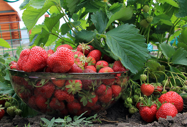 Récolte de fraises de jardin